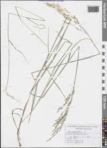 Poa palustris L., Eastern Europe, Middle Volga region (E8) (Russia)