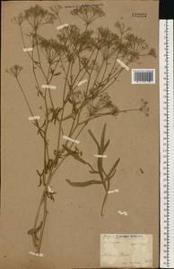 Falcaria vulgaris Bernh., Eastern Europe, North Ukrainian region (E11) (Ukraine)