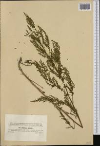 Artemisia annua L., Western Europe (EUR) (Czech Republic)