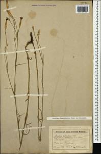 Dianthus pallens M. Bieb., Caucasus, Stavropol Krai, Karachay-Cherkessia & Kabardino-Balkaria (K1b) (Russia)