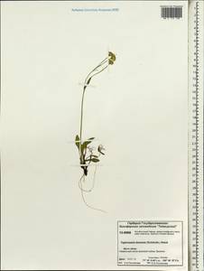 Tephroseris integrifolia (L.) Holub, Siberia, Central Siberia (S3) (Russia)