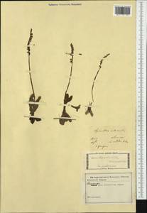 Spiranthes spiralis (L.) Chevall., Western Europe (EUR) (Not classified)
