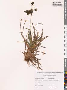 Scirpus maximowiczii C.B.Clarke, Siberia, Chukotka & Kamchatka (S7) (Russia)