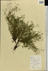 Cynanchica pyrenaica subsp. cynanchica (L.) P.Caputo & Del Guacchio, Eastern Europe, Eastern region (E10) (Russia)