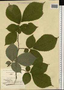 Ulmus glabra, Eastern Europe, Central region (E4) (Russia)