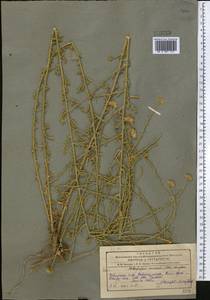 Heteropappus altaicus var. canescens (Nees) Serg., Middle Asia, Pamir & Pamiro-Alai (M2)