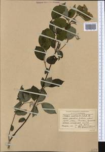Cornus sanguinea subsp. australis (C.A.Mey.) Jáv., Western Europe (EUR) (Romania)