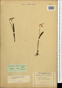 Galanthus alpinus var. alpinus, Caucasus, Georgia (K4) (Georgia)