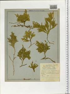 Dendrolycopodium juniperoideum (Sw.) A. Haines, Siberia, Russian Far East (S6) (Russia)