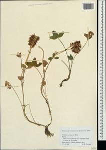 Trifolium ambiguum M.Bieb., Crimea (KRYM) (Russia)