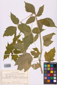 Acer negundo L., Eastern Europe, North-Western region (E2) (Russia)