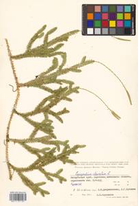 Lycopodium clavatum L., Siberia, Russian Far East (S6) (Russia)