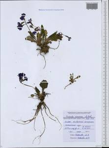 Primula amoena M. Bieb., Caucasus, Krasnodar Krai & Adygea (K1a) (Russia)