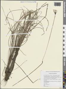 Eriophorum vaginatum L., Siberia, Russian Far East (S6) (Russia)