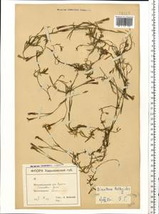 Dianthus deltoides L., Eastern Europe, North Ukrainian region (E11) (Ukraine)