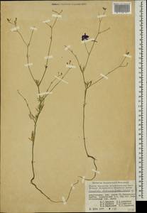 Delphinium consolida subsp. divaricatum (Ledeb.) A. Nyár., Caucasus, Azerbaijan (K6) (Azerbaijan)