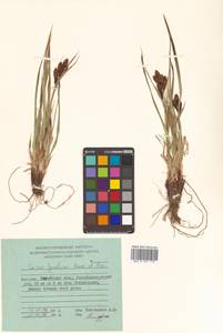 Carex gmelinii Hook. & Arn., Siberia, Chukotka & Kamchatka (S7) (Russia)