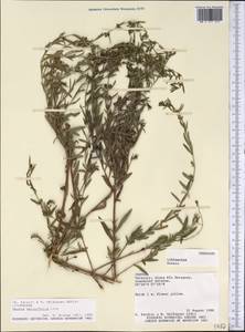 Heimia salicifolia (Kunth) Link, America (AMER) (Paraguay)