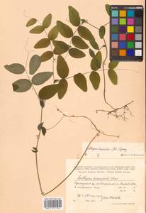 Lathyrus humilis (Ser.) Fisch. ex Spreng., Siberia, Russian Far East (S6) (Russia)