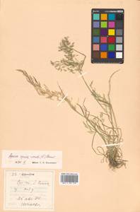 Apera spica-venti (L.) P.Beauv., Siberia, Russian Far East (S6) (Russia)