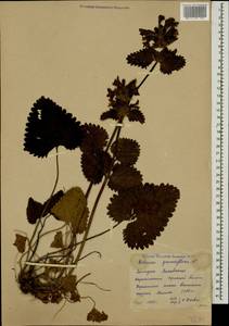 Betonica macrantha K.Koch, Caucasus, Krasnodar Krai & Adygea (K1a) (Russia)