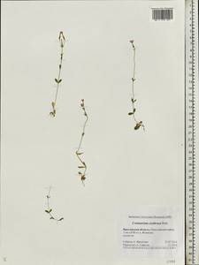 Centaurium erythraea, Eastern Europe, Central forest region (E5) (Russia)