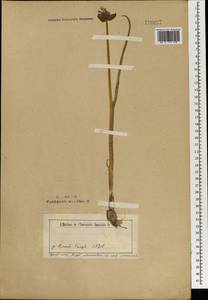 Allium schoenoprasum L., Mongolia (MONG) (Mongolia)