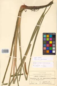 Acorus calamus L., Siberia, Russian Far East (S6) (Russia)