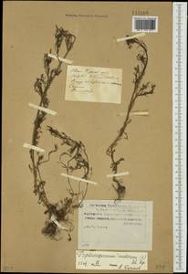 Tripleurospermum inodorum (L.) Sch.-Bip, Siberia, Russian Far East (S6) (Russia)