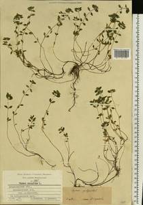 Thymus pulegioides L., Eastern Europe, Central region (E4) (Russia)