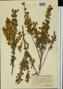 Chamaecytisus ruthenicus (Fisch. ex Woł.) Klásk., Eastern Europe, Lower Volga region (E9) (Russia)