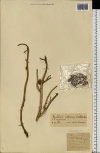 Xanthium orientale var. albinum (Widd.) Adema & M. T. Jansen, Eastern Europe, Middle Volga region (E8) (Russia)