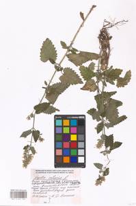 Nepeta cataria L., Eastern Europe, Moscow region (E4a) (Russia)