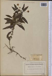 Lysimachia hybrida Michx., America (AMER) (United States)