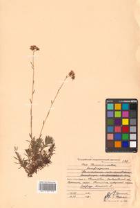 Saxifraga bronchialis L., Siberia, Russian Far East (S6) (Russia)