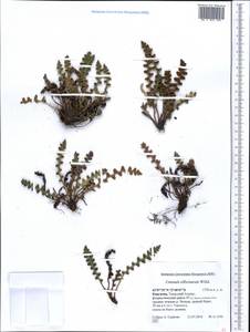 Asplenium ceterach subsp. ceterach, Middle Asia, Western Tian Shan & Karatau (M3) (Kyrgyzstan)
