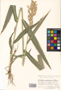 Sorghum bicolor (L.) Moench, Eastern Europe, Moscow region (E4a) (Russia)