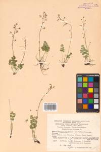 Thalictrum alpinum L., Siberia, Chukotka & Kamchatka (S7) (Russia)