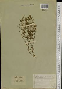 Mesostemma dichotomum (L.) Arabi, Rabeler & Zarre, Siberia, Altai & Sayany Mountains (S2) (Russia)