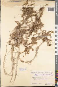 Thymus calcareus Klokov & Des.-Shost., Eastern Europe, North Ukrainian region (E11) (Ukraine)
