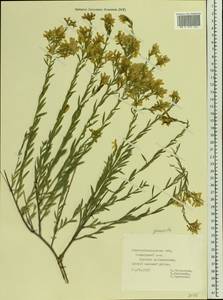 Genista tinctoria L., Eastern Europe, North Ukrainian region (E11) (Ukraine)