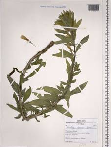 Oenothera villosa subsp. villosa, Siberia, Altai & Sayany Mountains (S2) (Russia)
