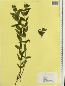 Scutellaria galericulata L., Eastern Europe, Lower Volga region (E9) (Russia)