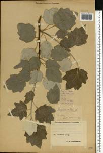 Populus alba L., Eastern Europe, Central forest-and-steppe region (E6) (Russia)