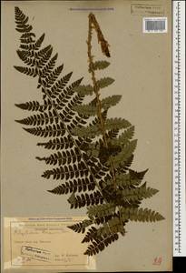 Polystichum braunii (Spenn.) Fée, Caucasus, Georgia (K4) (Georgia)