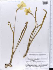 Narcissus poeticus L., Eastern Europe, Middle Volga region (E8) (Russia)