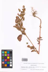 Atriplex hortensis L., Eastern Europe, Moscow region (E4a) (Russia)