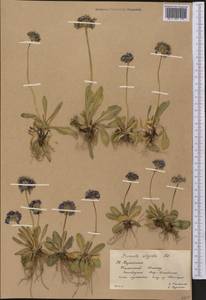Primula algida Adams, Middle Asia, Western Tian Shan & Karatau (M3) (Kazakhstan)