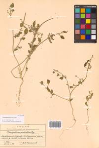 Chenopodium karoi (Murr) Aellen, Siberia, Chukotka & Kamchatka (S7) (Russia)