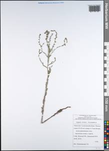 Lappula tuvinica Ovczinnikova, Mongolia (MONG) (Mongolia)